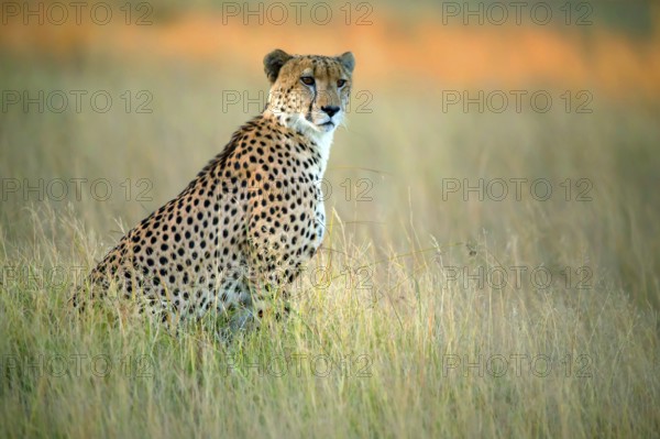 Africa, Botswana, Cheetah, (Acinonyx jubatu), Botswana, Botswana