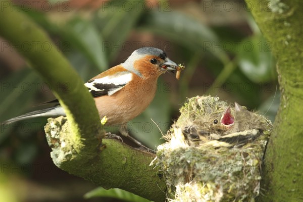 Common Chaffinch (Fringilla coelebs) juvenile male, Lower Saxony, Germany