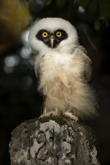 Spectacled Owl (Pulsatrix perspicillata) captive, juvenile, Germany