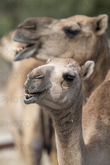 Dromedary (Camelus dromedarius), camel, portrait, Oman
