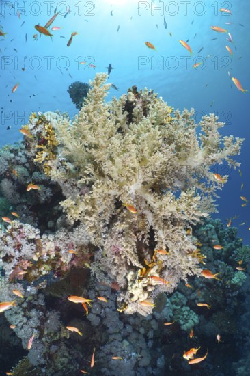 Broccoli tree (Litophyton arboreum)