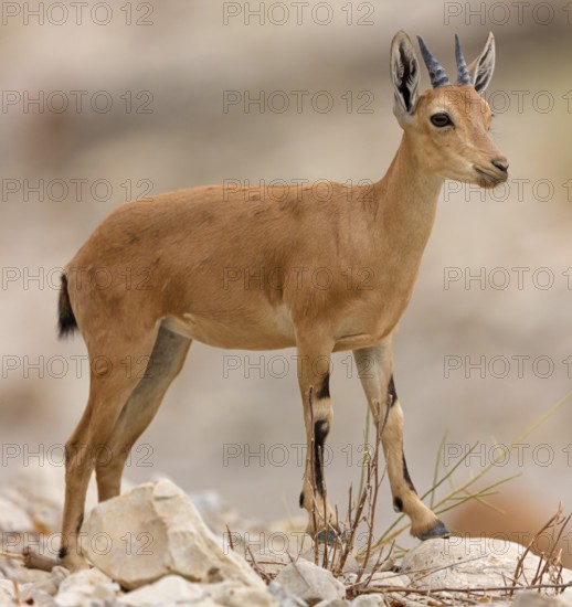 Nubian ibex, Nubian ibex, (Capra nubiana), animals, mammal, young animal, animal kids, Ein Gedi Reserve, En Gedi, HaDarom, Israel