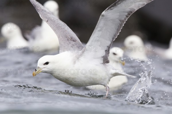 Northern Fulmar (Fulmarus glacialis) flying, Iceland