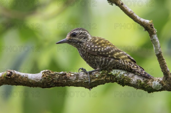 White-spotted Woodpecker (Veniliornis spilogaster) perched on a branch in the Atlantic rainforest of southeast Brazil