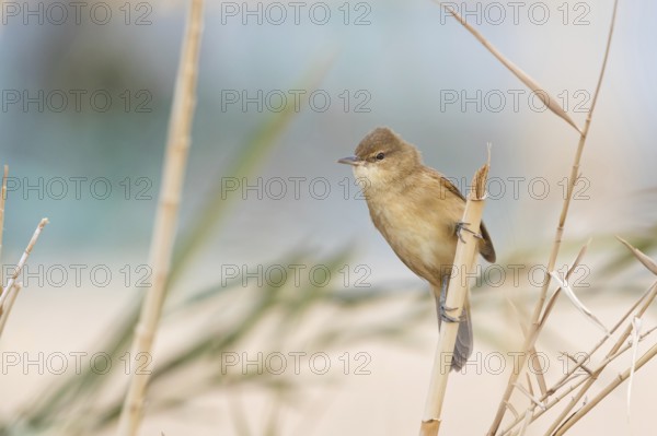 Stentorrohrsänger, Clamorous Reed Warbler, Clamorous Reed-Warbler, Acrocephalus stentoreus, Rousserolle stentor, Carricero Estentóreo