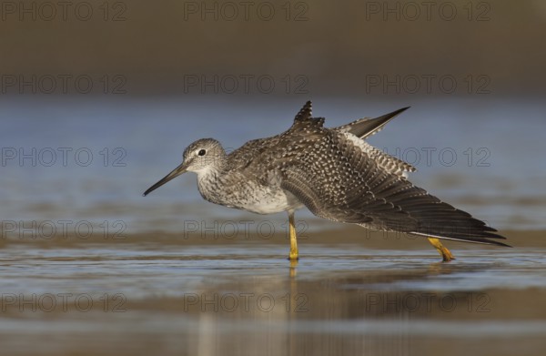 Greater Yellowlegs (Tringa melanoleuca), Ohio, USA