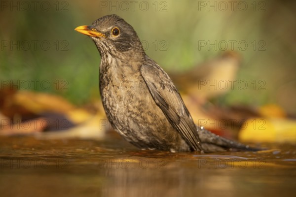 A Common blackbird (Turdus merula) enjoys a refreshing bath in a serene water pool surrounded by fallen autumn leaves