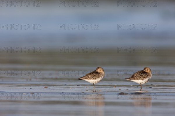 Dunlin (Calidris alpina), Schleswig-Holstein, Germany