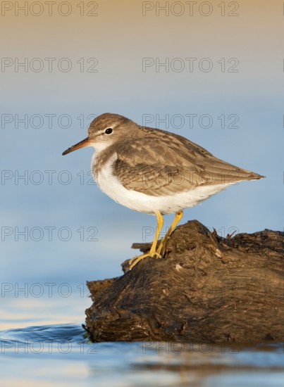 Spotted Sandpiper (Actitis macularius), Texas, USA