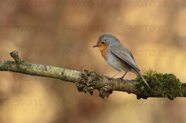 European Robin (Erithacus rubecula), Utrecht, Netherlands
