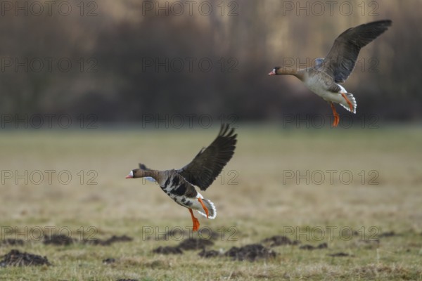 Greater White-fronted Goose (Anser albifrons) flying, North Rhine-Westphalia, Germany