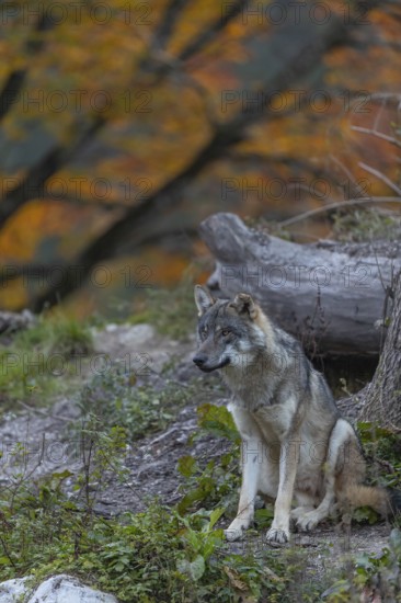 One eurasian gray wolf (Canis lupus lupus) sitting on a small hill between logs with a colourful fall foliage in the background