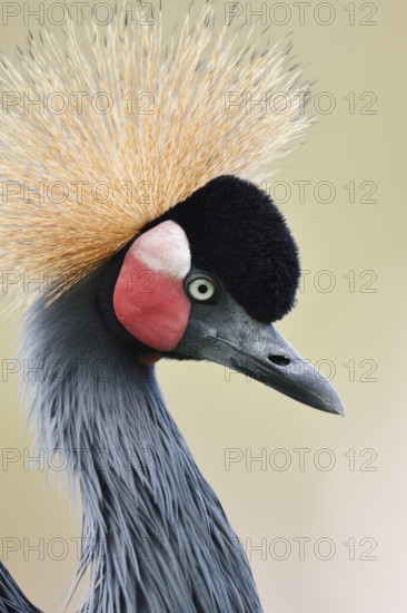 Black crowned crane or Black-necked crane (Balearica pavonina), portrait, captive, occurring in Africa