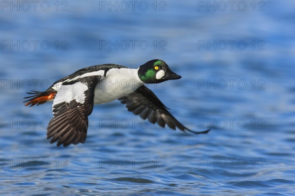 Common Goldeneye (Bucephala clangula) male flying, British Columbia, Canada