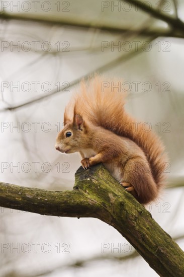 Red squirrel (Sciurus vulgaris) on a tree, Bavaria, Gernany