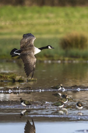 Canada Goose, Branta canadensis bird in flight over winter Marshes, Devon, England, United Kingdom