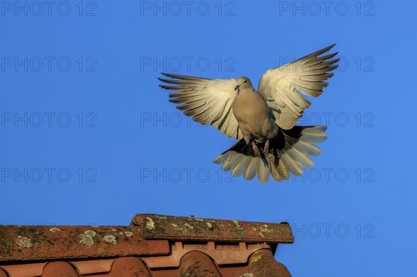 Pigeon soaring towards a tiled roof against a blue sky, Eurasian Collared Dove (Streptopelia decaocto), wildlife, Germany