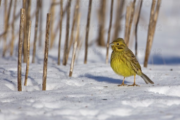 Yellowhammer (Emberiza citrinella), Saxony-Anhalt, Germany