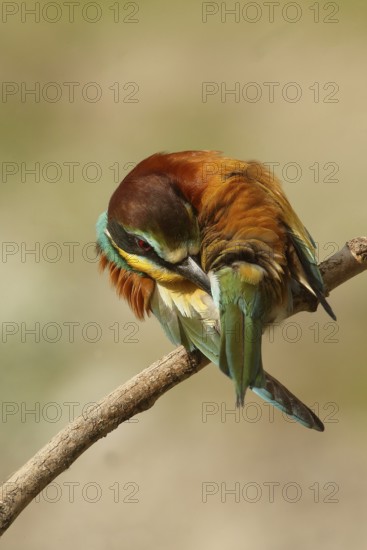 European Bee-eater (Merops apiaster) preening, Piedmont, Italy
