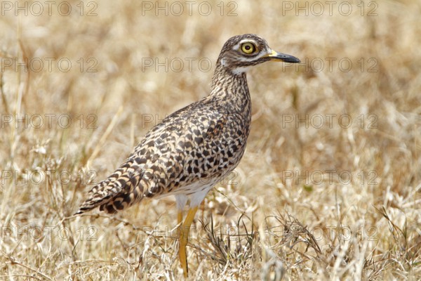 Spotted Thick- knee, Burhinus capensis