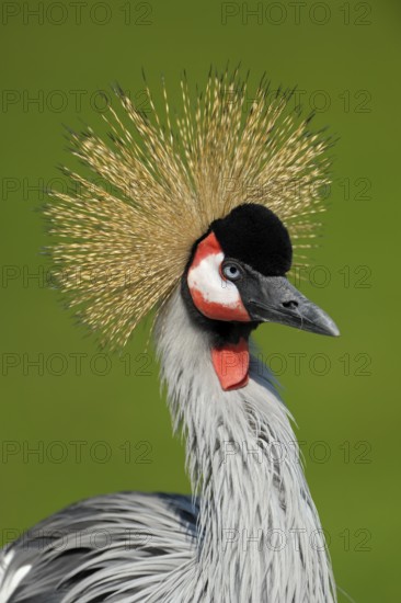 Ostafrikanischer Kronenkranich (Balearica regulorum), Grey crowned crane, Portrait, April, Heimat: oestliches und suedliches Afrika, captive, Zoo, Nordrhein-Westfalen, Deutschland
