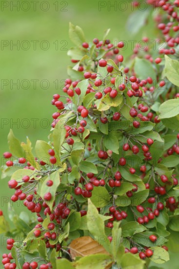 Warty loquat (Photinia villosa), Rhododendron Park Gristede, Gristede, Lower Saxony, Germany