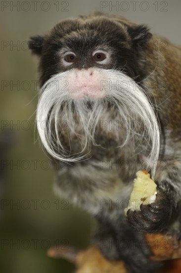 Emperortamarin (Saguinus imperator), captive, occurrence in South America