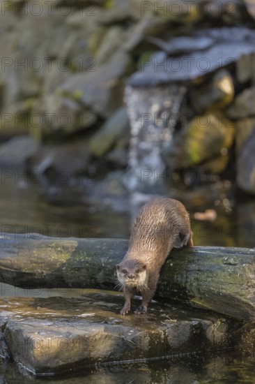 One oriental small-clawed otter or Asian small-clawed otter (Aonyx cinerea), in a creek in front of a small cascade. Small rocks around