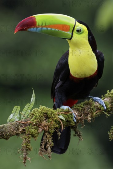 Keel-billed Toucan (Ramphastos sulfuratus) perched on a branch in Costa Rica