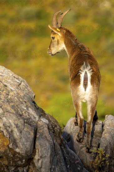An Iberian ibex stands majestically on rocky terrain, bathed in the warm glow of sunlight. Its curved horns and textured coat are vividly captured, highlighting its natural grace