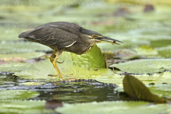 Striated Heron (Butorides striata), Sabah, Malaysia