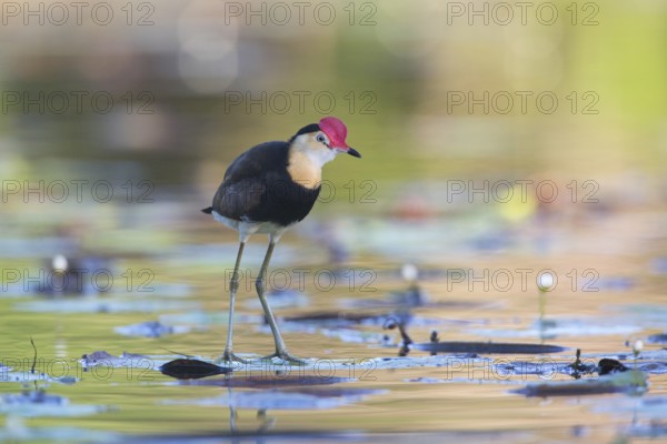 Comb-crested Jacana (Irediparra gallinacea), Queensland, Australia