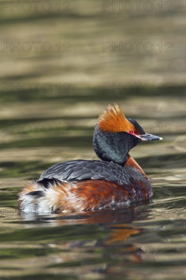 Horned grebe (Podiceps auritus) in breeding plumage swimming in lake