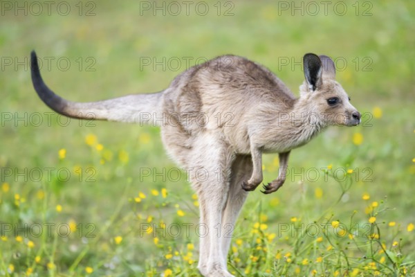 Eastern Gray Kangaroo (Macropus giganteus) youngster jumping on a meadow, captive, Germany