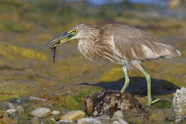 Animal, animals, bird, birds, heron, paddy heron, (Ardeola grayii), heron family, biotope, habitat, waters, foraging, Arabian Peninsula Muscat, Quarayyat, Oman, Middle East
