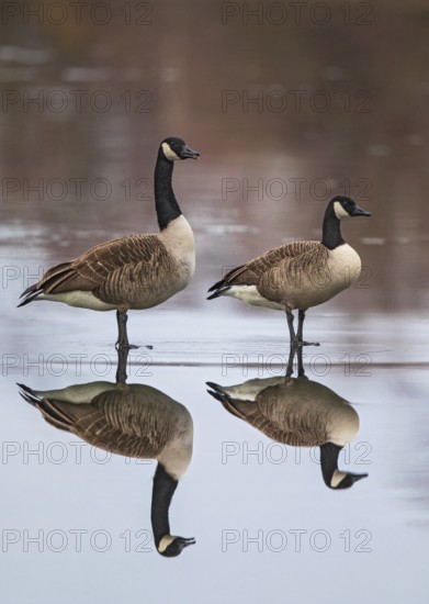 Canada Goose (Branta canadensis) pair on ice, Baden-Wuerttemberg, Germany