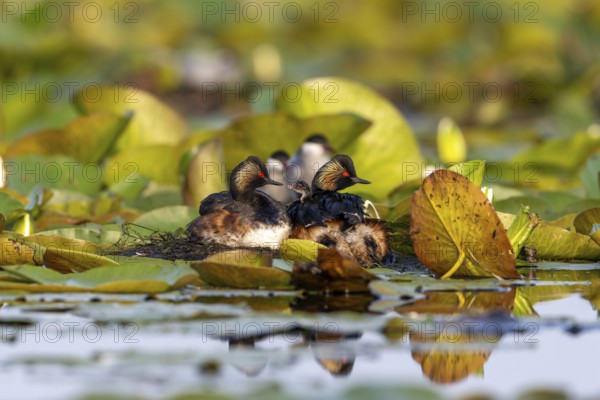 Black-necked Grebe (Podiceps nigricollis) at the nest with young, Danube Delta, Romania