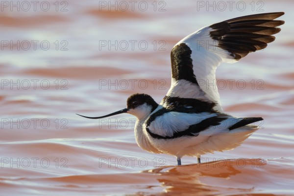 Pied Avocet (Recurvirostra avosetta), Lesvos, Greece