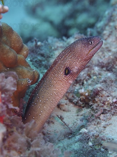 Yellow-mouthed moray eel (Gymnothorax nudivomer)