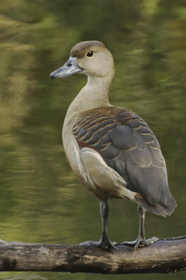 Lesser Whistling Duck (Dendrocygna javanica), Florida, USA