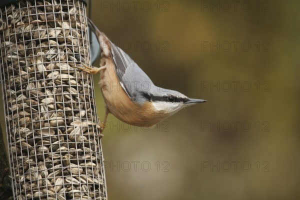 Eurasian Nuthatch (Sitta europaea), Lower Saxony, Germany