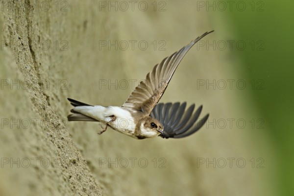 Sand martin (Riparia riparia), taking off from its breeding tube, Reussegg nature reserve, Canton Aargau, Switzerland
