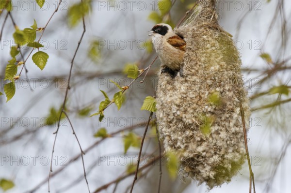 Eurasian Penduline Tit (Remiz pendulinus) male singing in nest, Poland