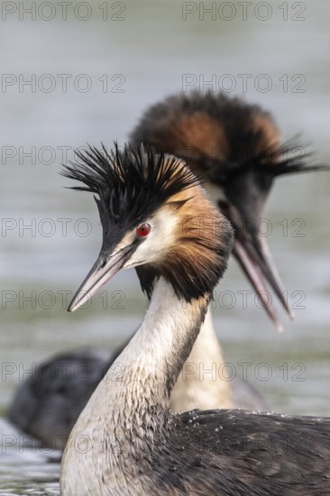 Great Crested Grebe (Podiceps cristatus), Emsland, Lower Saxony, Germany