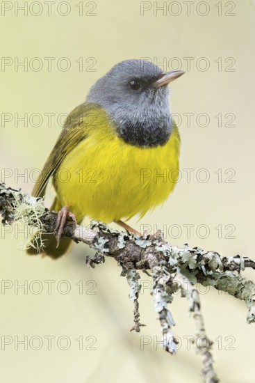 Mourning Warbler (Oporornis philadelphia) perched on a branch in Ontario, Canada