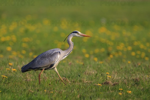 Grey Heron (Ardea cinerea), North Rhine-Westphalia, Germany
