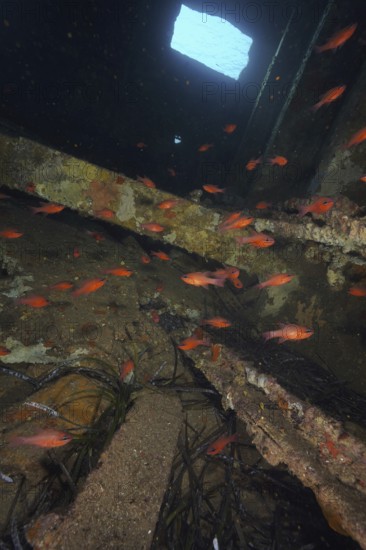 King mullet (Apogon imberbis)