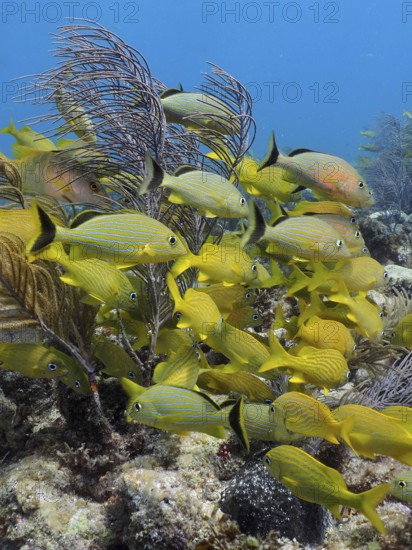 A shoal of yellow French grunts (Haemulon flavolineatum) and bluestriped grunt (Haemulon sciurus) moving through a coral reef, dive site John Pennekamp Coral Reef State Park, Key Largo, Florida Keys, Florida, USA