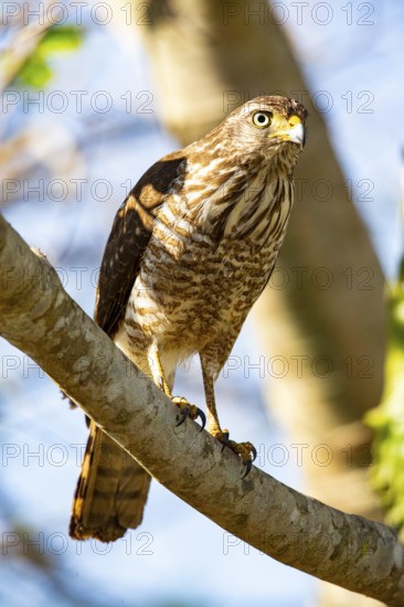 Roadside hawk (Buteo magnirostris) Pantanal Brazil