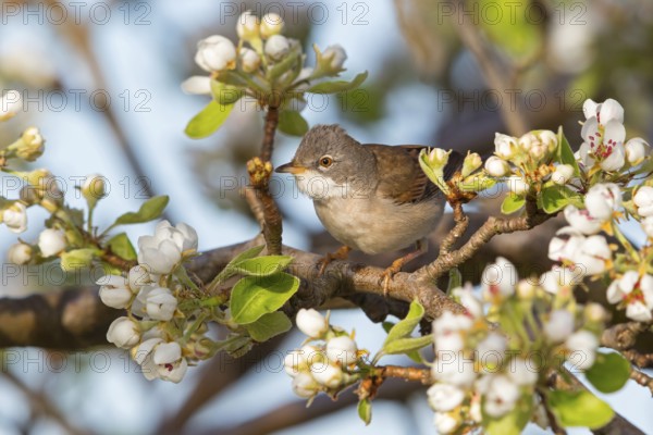 Whitethroat, (Sylvia communis), songbird, animals, birds, genus. of Curruca, NSG Der Spieß, Rheindürkheim, Rhineland-Palatinate, Federal Republic of Germany